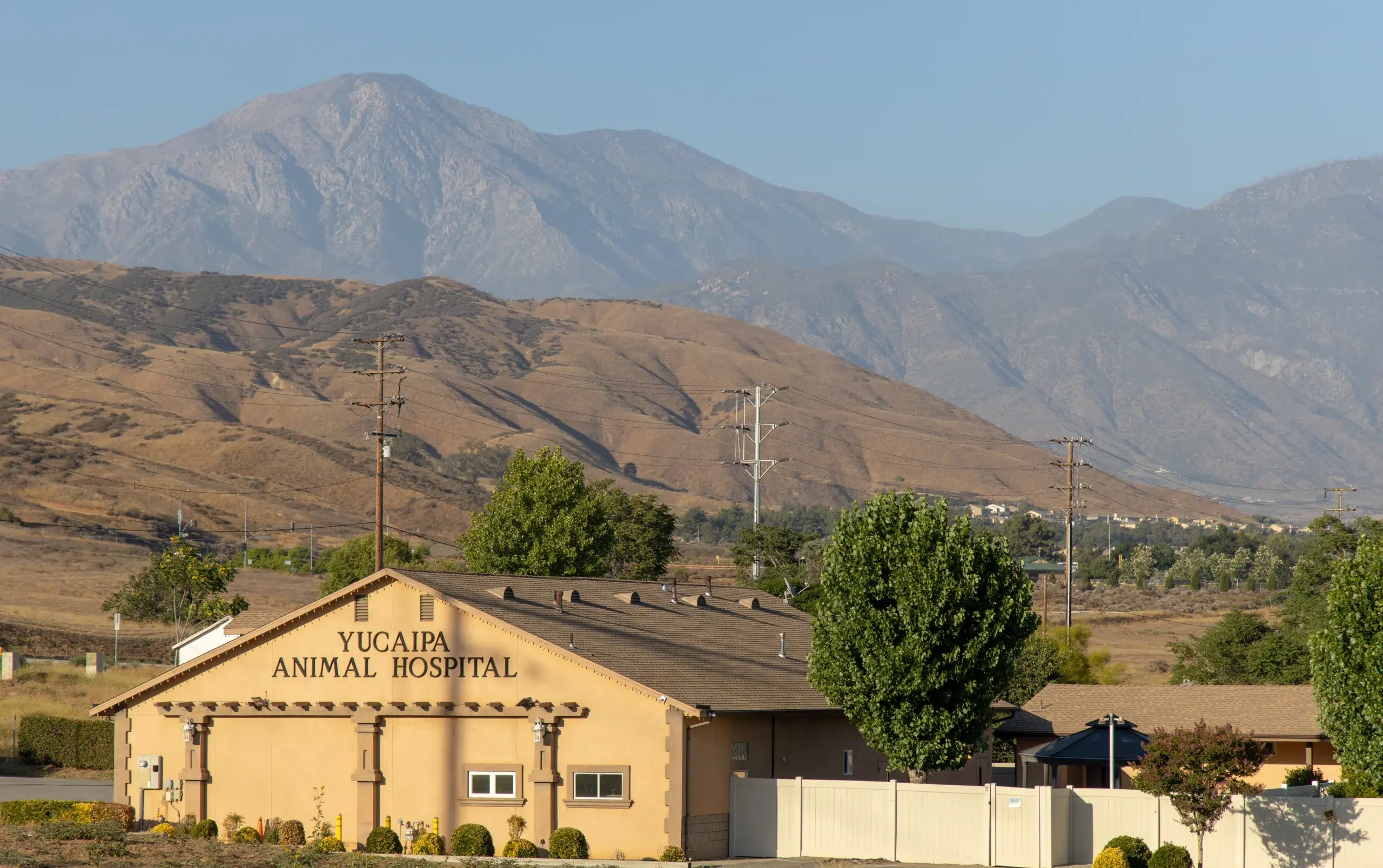 Yucaipa-Picsart-AiImageEnhancer Yucaipa animal hospital
